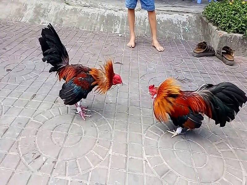 Đá gà thomo bình luận - sự lựa chọn của những của người giỏi 6 Đá gà thomo bình luận 6