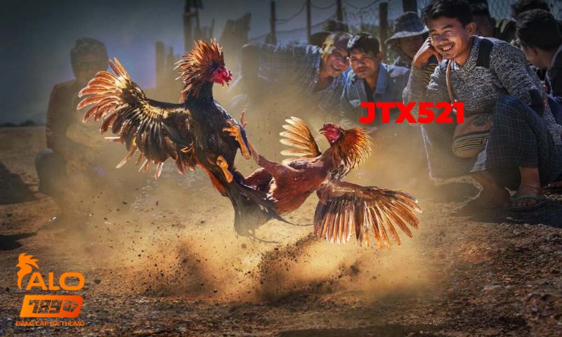 Đá gà thomo bình luận 6
