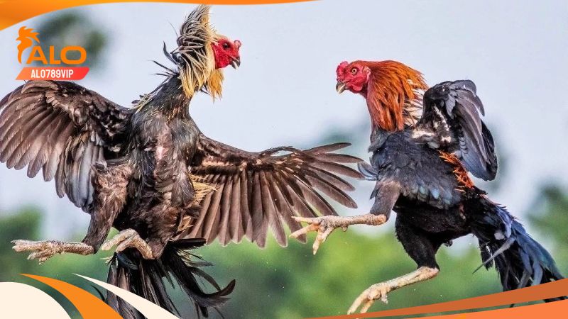 Hôm nay đá gà gì tốt nhất? Cách xem ngày - chọn ngày đá gà 5 Cách xem hôm nay đá gà gì tốt nhất