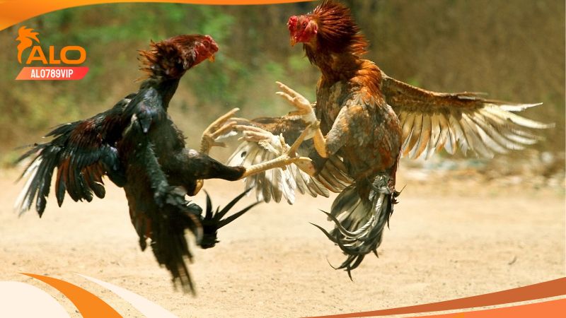 Hôm nay đá gà gì tốt nhất? Cách xem ngày - chọn ngày đá gà 6 Chọn gà ra trận dựa vào màu lông
