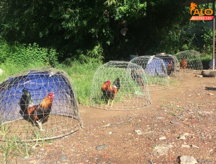 Đá gà đòn alo789 12 Hướng dẫn tham gia cá cược đá gà đòn dễ dàng