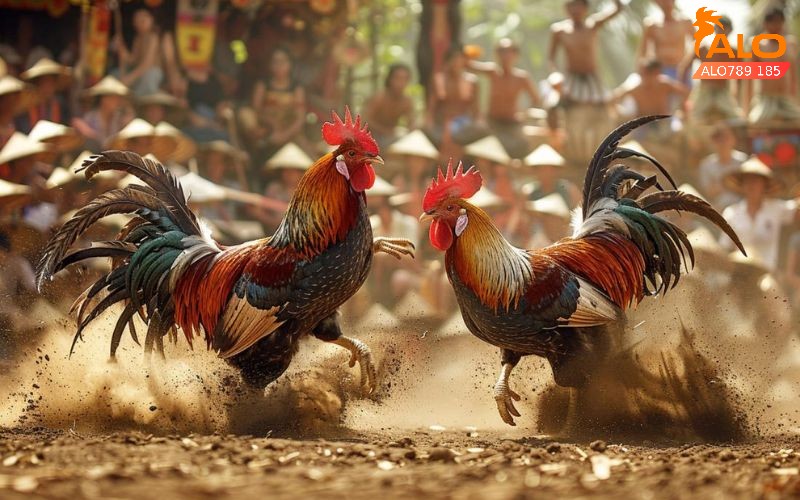 Đá gà đòn alo789 14 Mẹo đặt cược đá gà đòn dễ ăn nhất